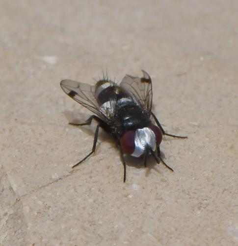 Sphenometopa fastuosa